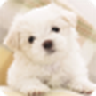 Welpen Live Wallpaper / Puppy Live Wallpaper