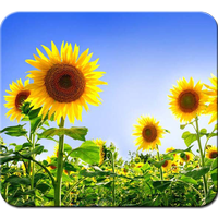 Sonnenblume HD Bilder