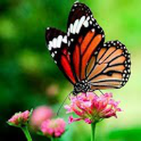 Schmetterlinge Live Wallpaper / Butterflies Live Wallpaper