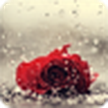 Rose im Regen / Rose im Regen