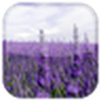 Lavendel Live Wallpaper / Lavendel LWP
