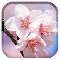 Sakura Blumen LWP