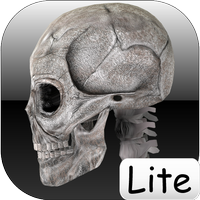 Menschliche Knochen Lite / Human bones lite