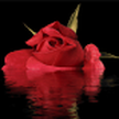 Rose reflektiert im Wasser / Rose Reflected In Water