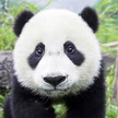 Panda Galerie HD