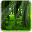 RealDepth Forest Live Wallpaper Free / RealDepth Forest Free LWP