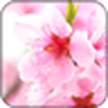 Sakura Hintergrundbilder / Sakura Live Wallpaper
