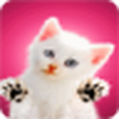 Kätzchen leckt deinen Bildschirm / Cute Kitty licks screen