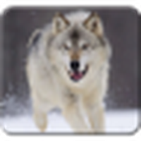 Wolf Hintergrundbilder / Wolf Wallpaper