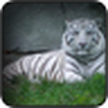 Weißer Tiger Tapete