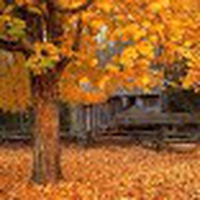 Herbst Live Wallpaper / Autumn LWP